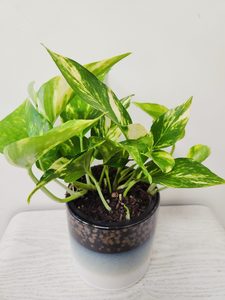 Plant and Pot Epipremnum Aureum – Golden Pothos - Urban Roots