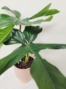 xLarge Leaf Philodendron Squamiferum Red Bristle - Urban Roots