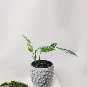 Plant and Pot Variegated Monstera Adansonii Mint - Urban Roots