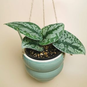 Plant Gift – Silver Pothos with Pot - Urban Roots