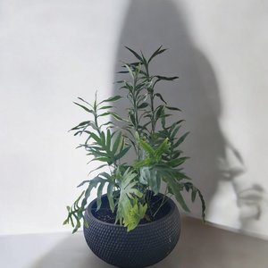 Plant and Pot Arrangement indoor - Urban Roots