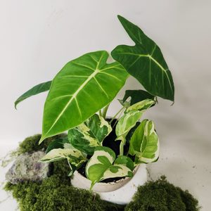 Plant and Pot Frydek Mix - Urban Roots