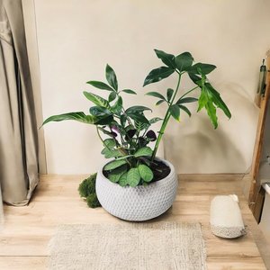 Products: Plant and Pot Arrangement - Urban Roots