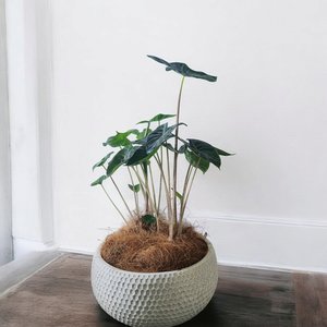 Plant Decor Alocasia Ivory XLarge Bowl - Urban Roots