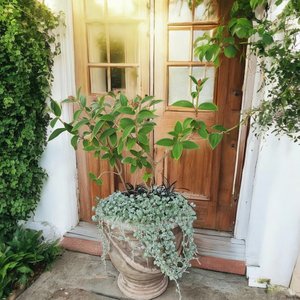 Plant and Pot Arrangement A - Urban Roots