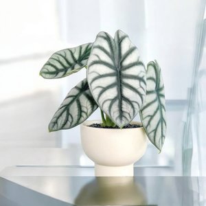 Alocasia Silver Dragon in White Bowl - Urban Roots