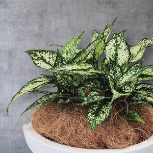 Plant Decor Medium Bowl - Urban Roots