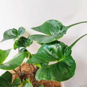 Plant Decor XLarge Bowl - Urban Roots