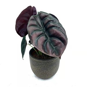 Alocasia Cuprea Red Secret Medium - Urban Roots
