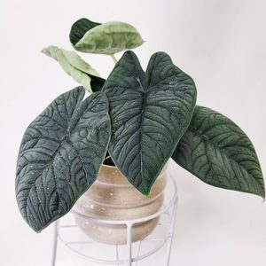 Oversized Alocasia Melo - Urban Roots