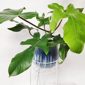 Oversized PHILODENDRON SQUAMIFERUM RED BRISTLE - Urban Roots