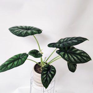 Oversized Alocasia Dragon Mother Plant - Urban Roots