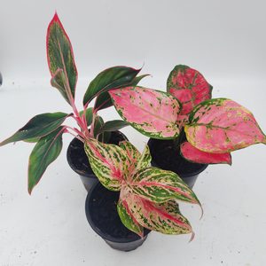 Aglaonema Super Color Three Pack D - Urban Roots