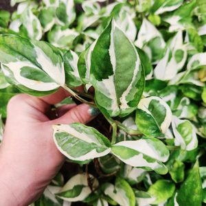 6x Epipremnum Aureum N’joy Pothos bulk - Urban Roots