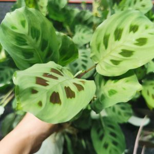 6 x Maranta Leuconeura - Urban Roots