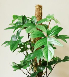 Oversized Philodendron Florida - Urban Roots