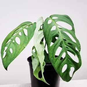 XLarge Monstera Epipremnoides - Urban Roots