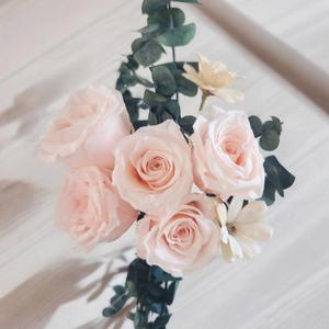 Pink Roses – Eternal Blush - Urban Roots