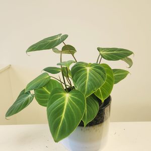 Products: Plant and Pot Philodendron Gloriosum - Urban Roots
