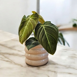 Products: Philodendron Melanochrysum (Black Gold) Dble Planted - Urban Roots