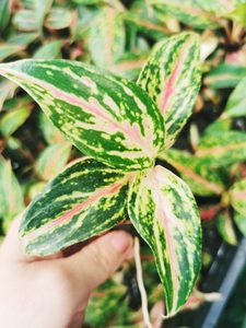 Products: 4x Aglaonema Nightsparkle Bulk - Urban Roots