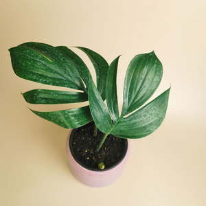 Products: Rhaphidophora Decursiva - Urban Roots