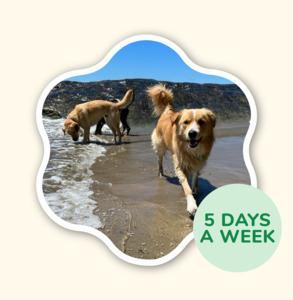 Adventure Walking Groups: 5 x Half Day Adventure - Scratch n Sniff Walk
