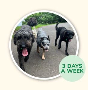 Adventure Walking Groups: 3 x Half Day Adventure - Scratch n Sniff Walk