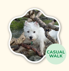 Adventure Walking Groups: 2 x Half Days – Scratch n Sniff Adventure Walk