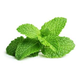 Fresh Produce: Mint Bunch