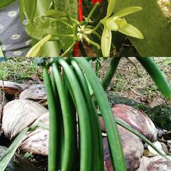 Videos: When is a Vanilla Bean Ripe to Harvest? A quick video tip