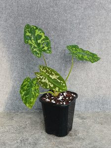 Products: Caladium Hilo Beauty