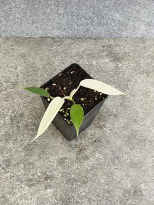 Philodendron Florida Ghost