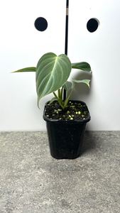 Philodendron Splendid