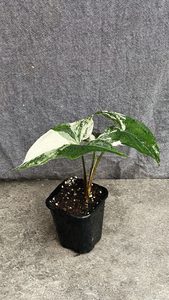 Products: Syngonium Podophyllum Albo-Variegatum