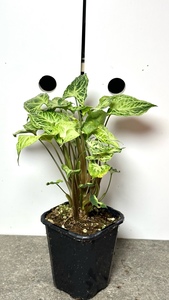 Syngonium Podophyllum Batik