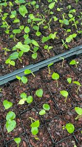Products: FREE Anthurium Magnificum Seedlings for orders over $500 (While stock lasts)