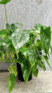 Products: Philodendron Burle Marx