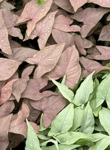 Syngonium Podophyllum Pink Arrow – Small