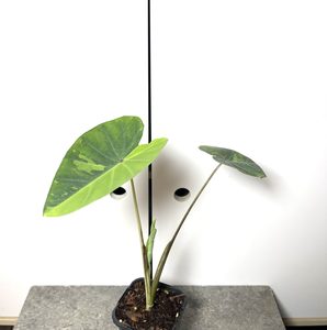 Colocasia Lemon Lime Gecko