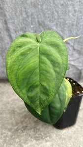 Syngonium Chiapense ‘Frosted Heart’