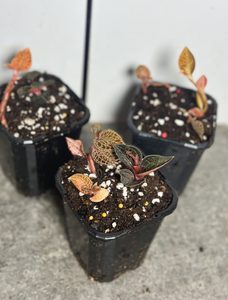 Multi-planted Jewel Orchids