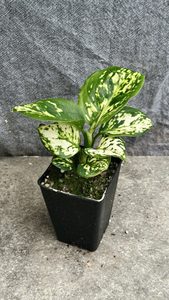 Aglaonema White jade