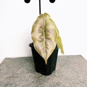 Products: Alocasia Azlanii