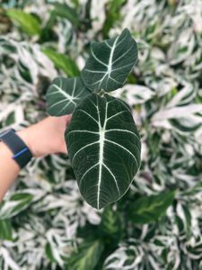 Products: Alocasia Black Velvet