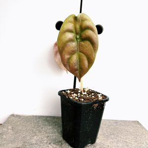 Alocasia Cuprea