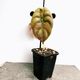 Alocasia Cuprea