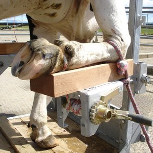 Front Foot Support with Safety Winch (Set)