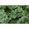 Kale Green (300g bag) - Vege Star Greerton
