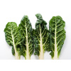 Products: Silverbeet Bunch - Each - Vege Star Greerton